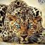 sharim58
